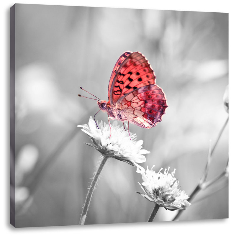 East Urban Home Leinwandbild Wunderschöner Schmetterling auf Blüte East Urban Home Leinwandbild Wunderschöner Schmetterling auf Blüte